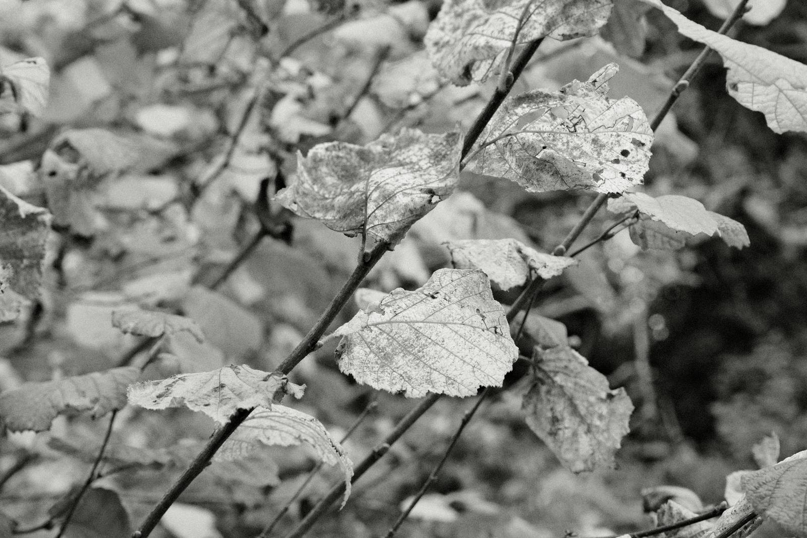 Wilford HG film recipe sample photo