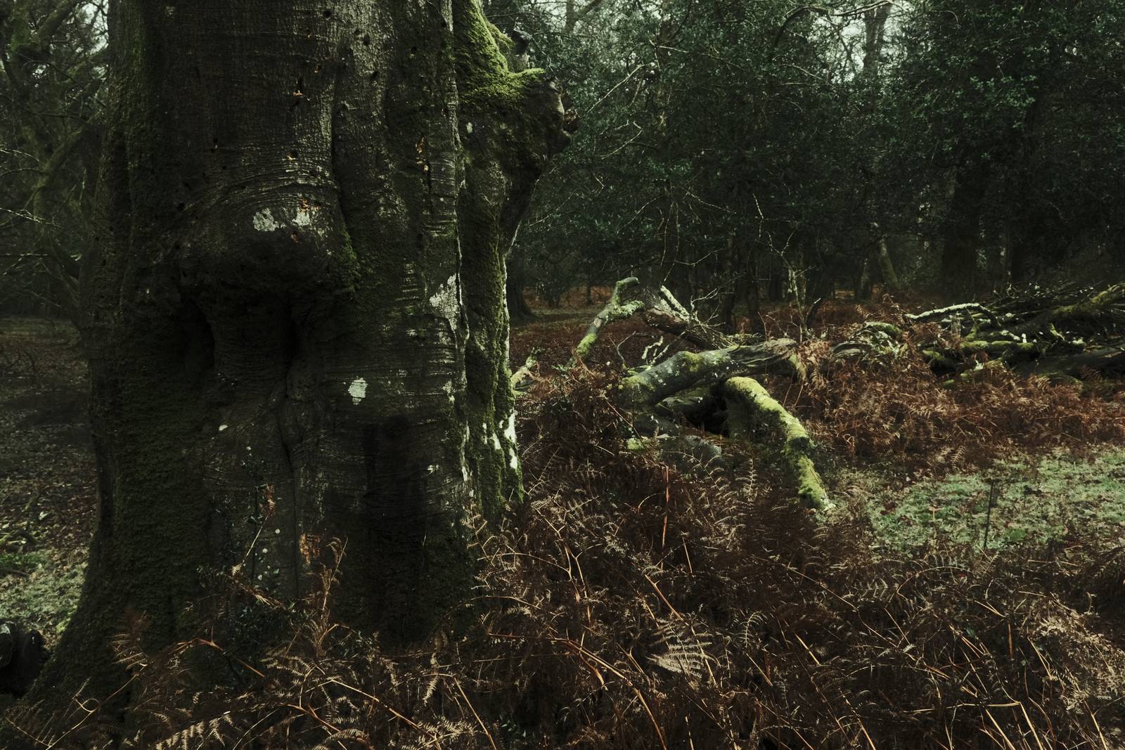 Barbour Green film recipe sample photo