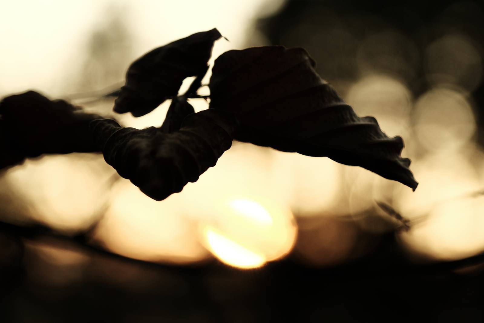 Brownout film recipe sample photo
