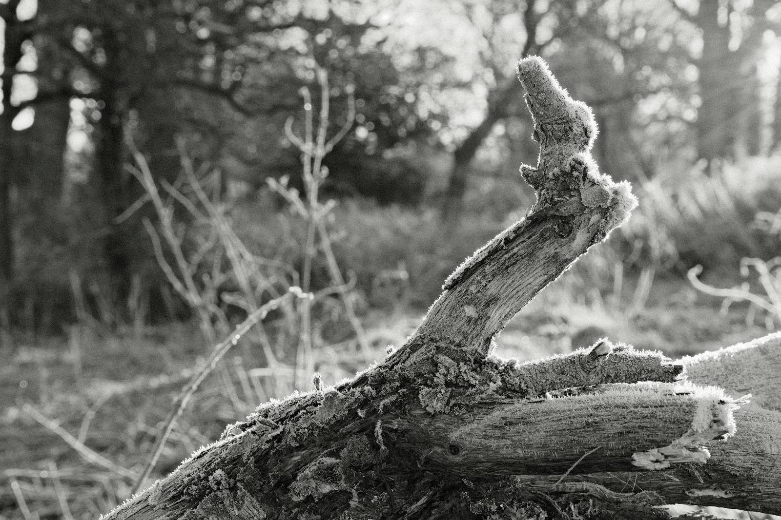 Wilford HG film recipe sample photo