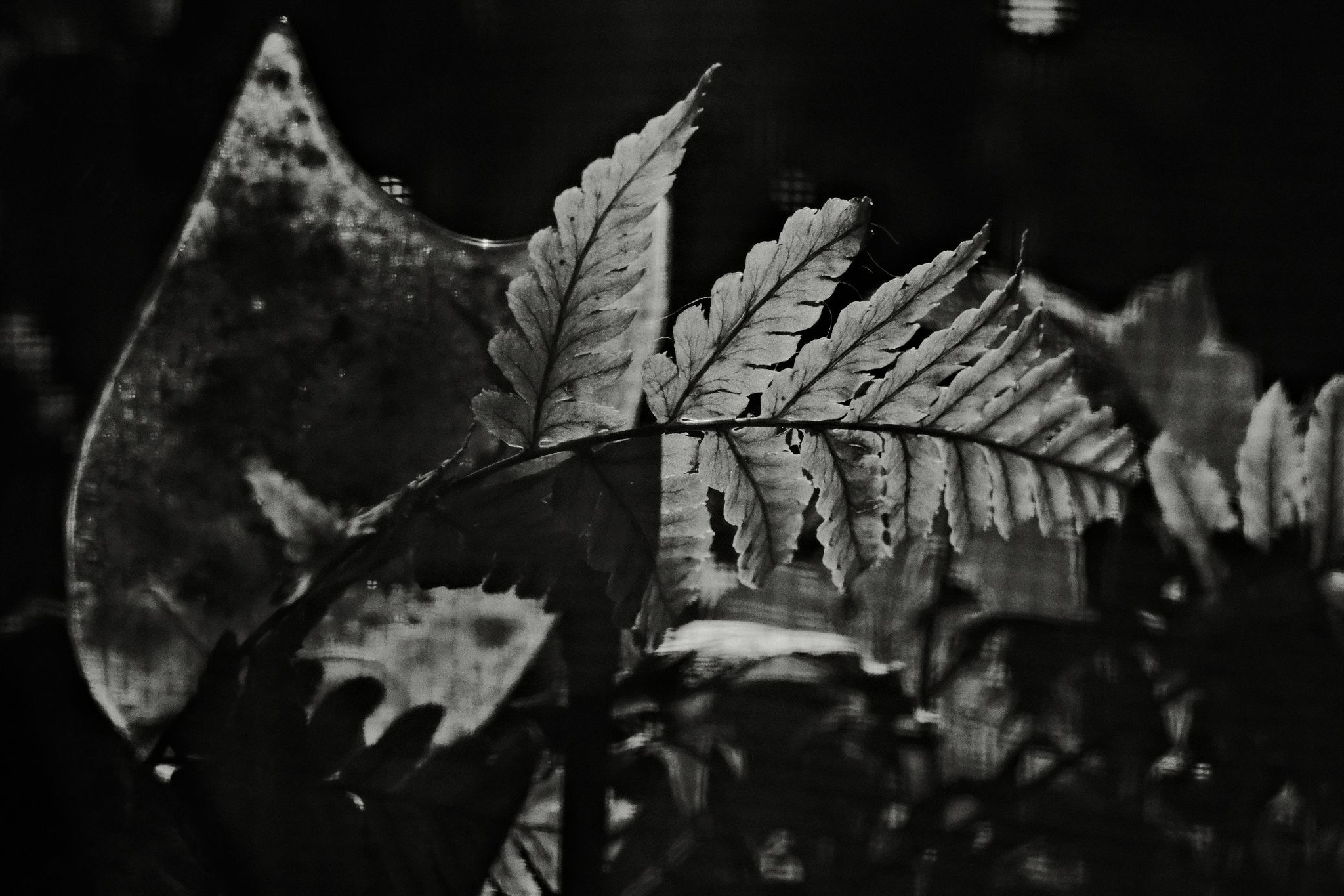 Daido Moriyama film recipe photo by Markovich Markovich