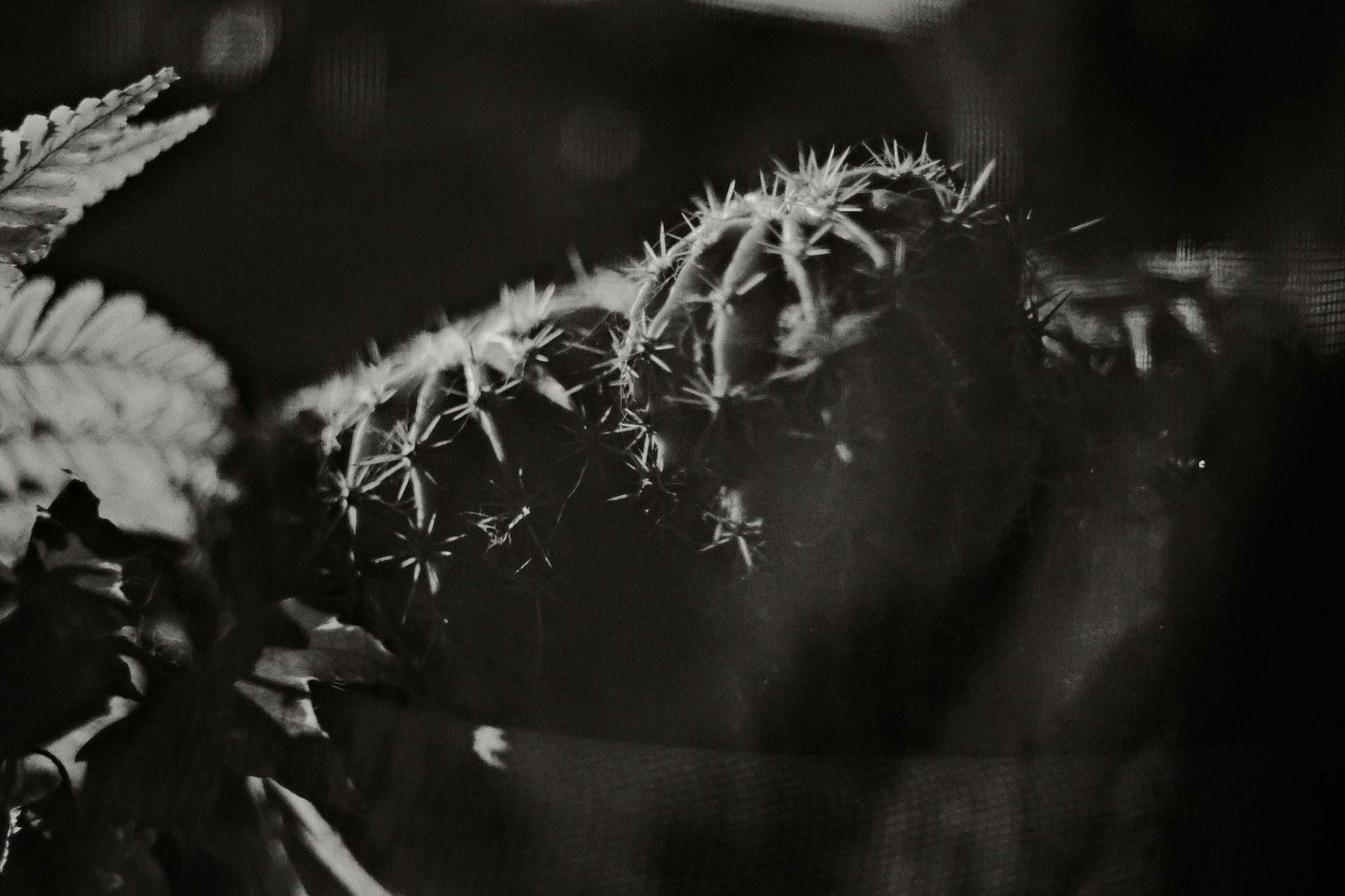 Daido Moriyama film recipe photo by Markovich Markovich