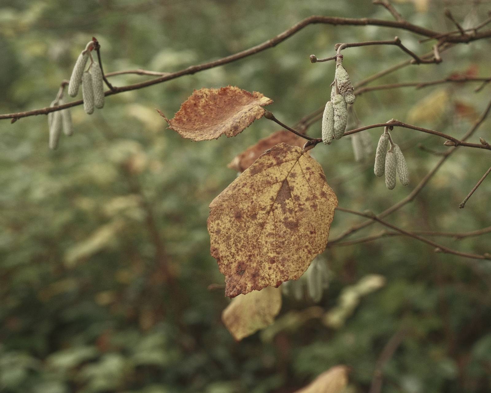 Old Eterna film recipe