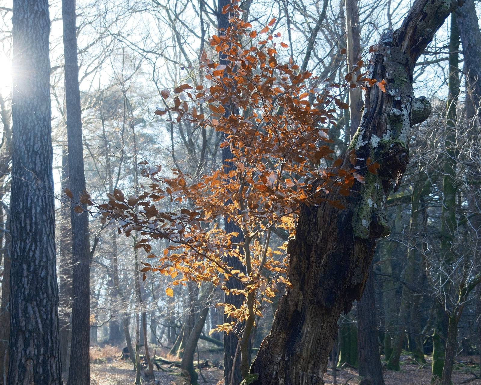 Bolderwood film recipe