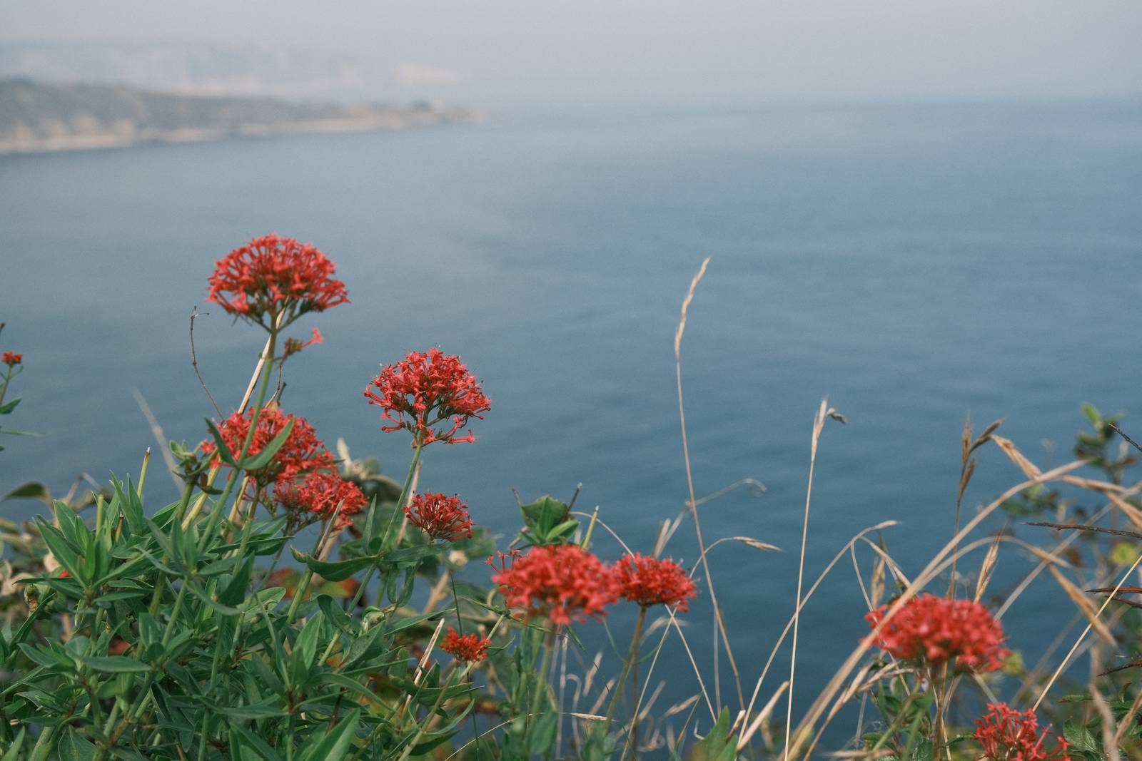 Fujicolor C200 film recipe sample photo