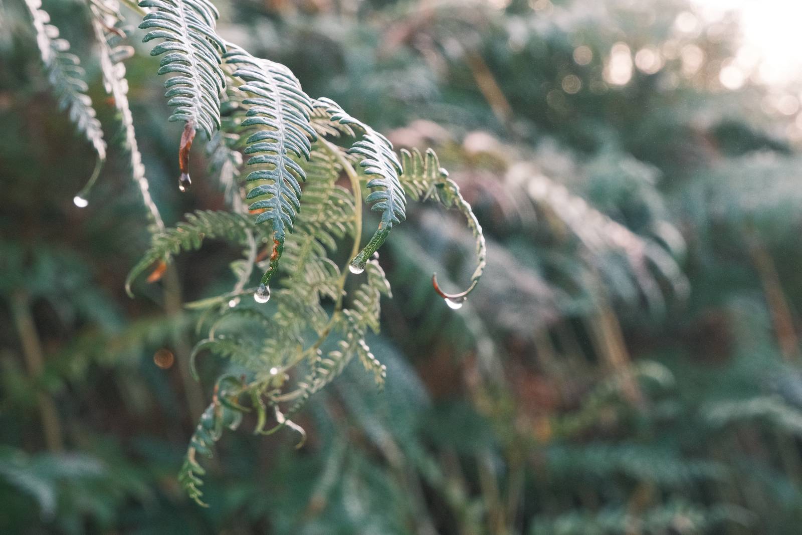 Fujicolor C200 film recipe sample photo
