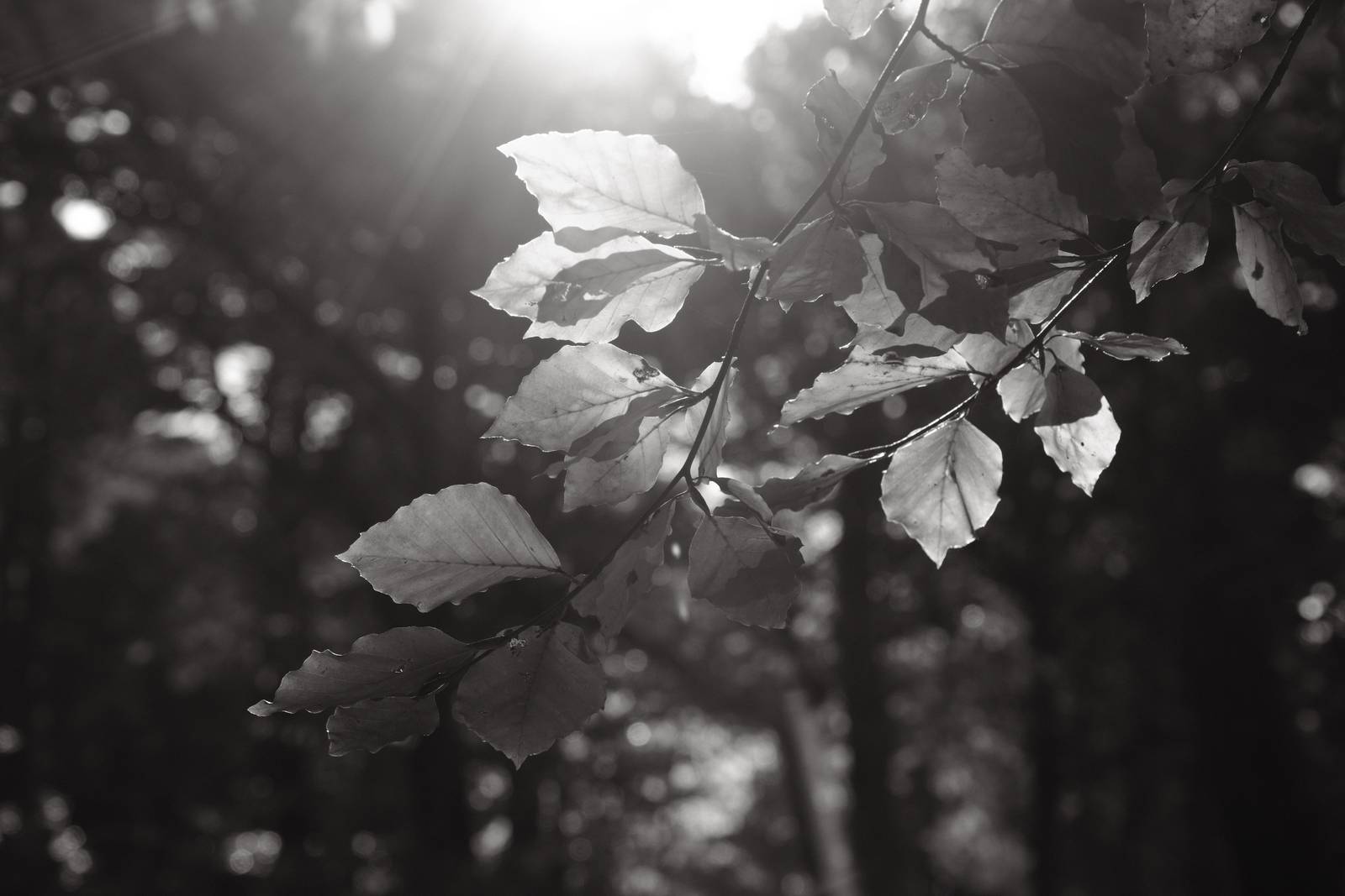 Black Friday film recipe sample photo