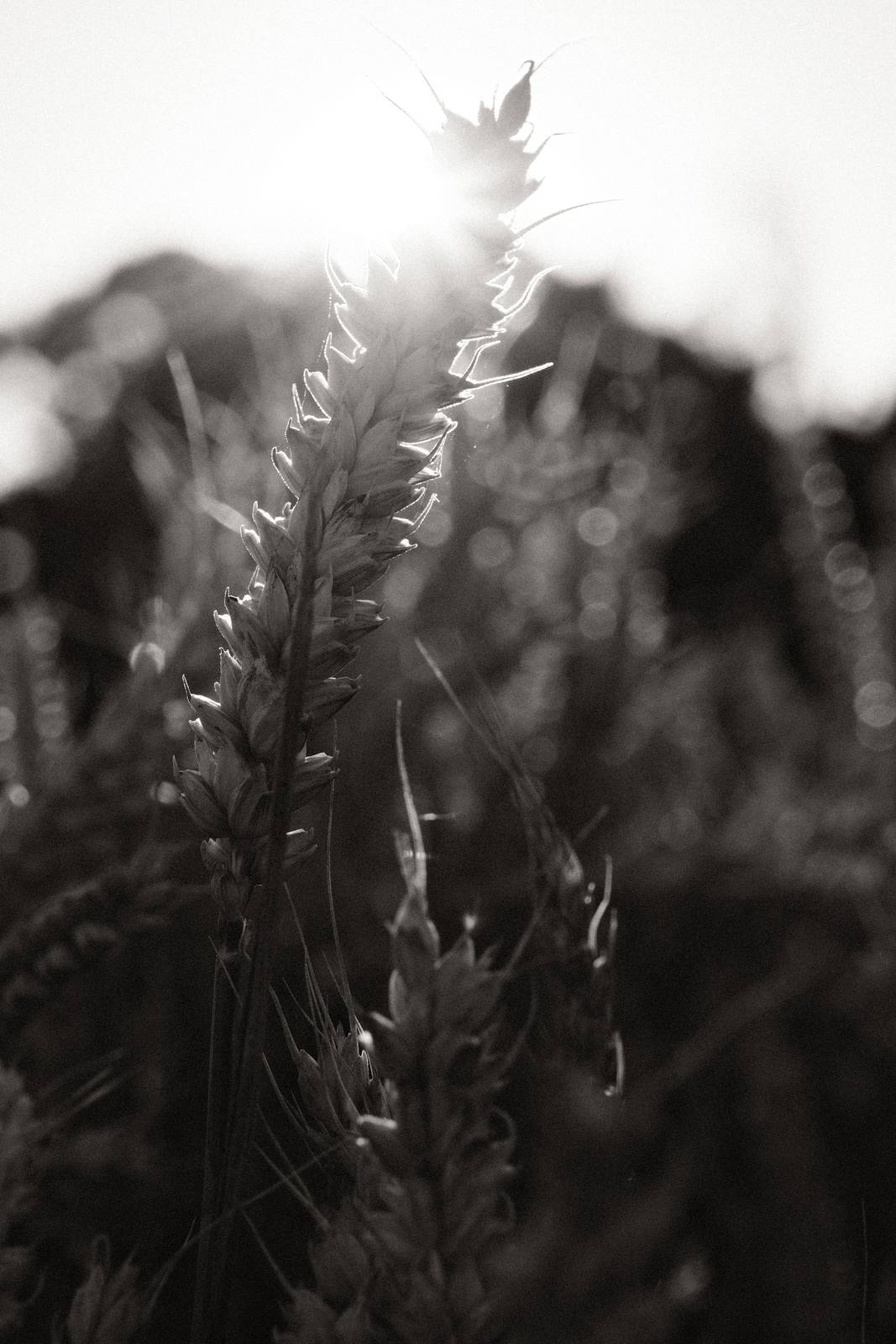 Newsprint film recipe sample photo