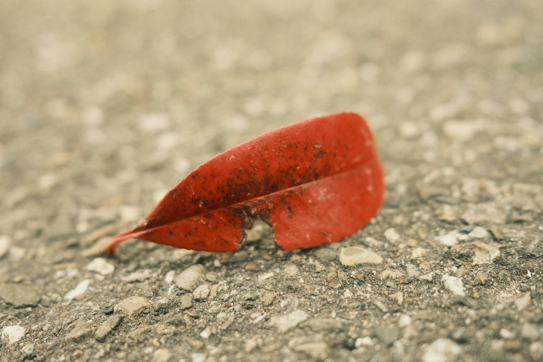 Umbrella film recipe photo by Sacha Maillot