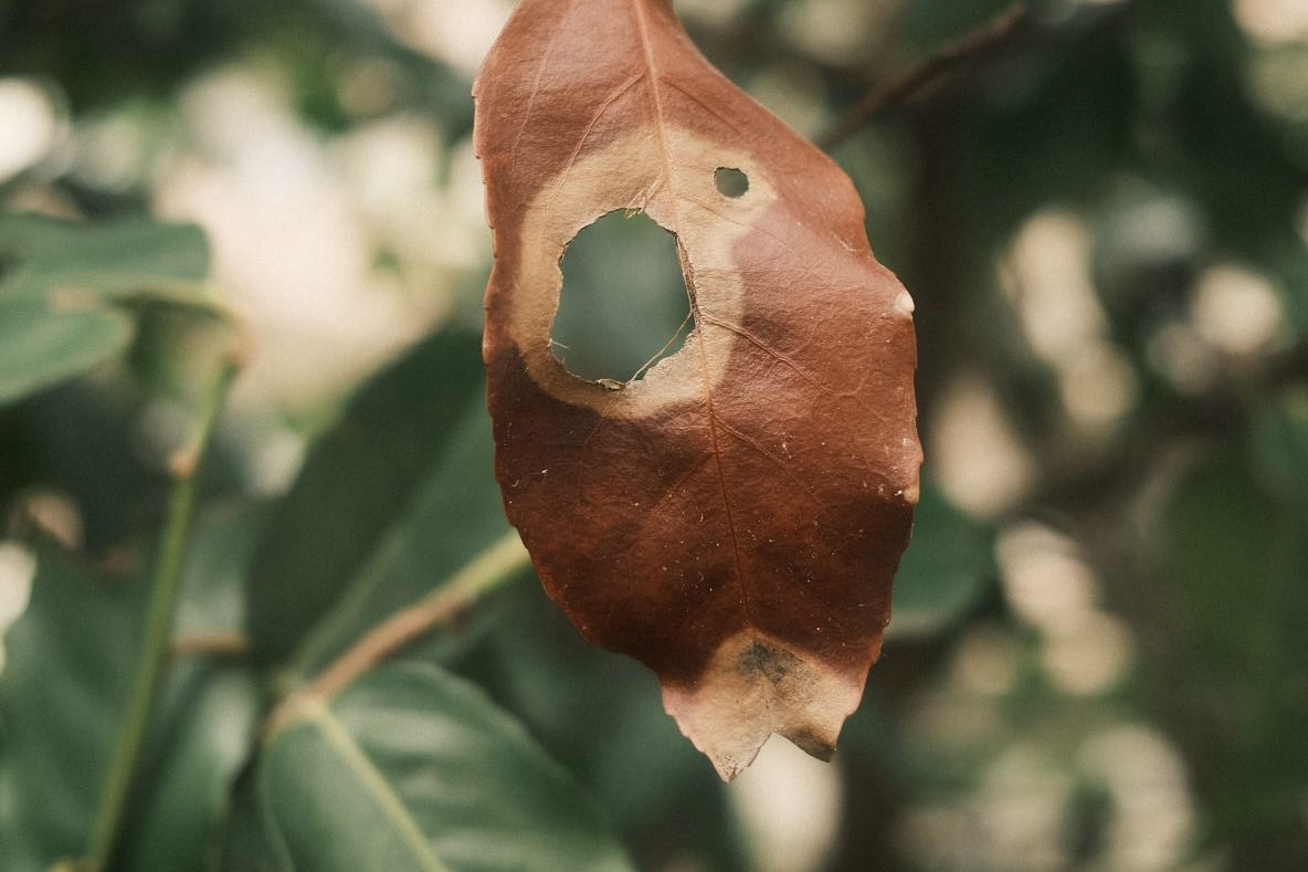 Umbrella film recipe photo by Sacha Maillot