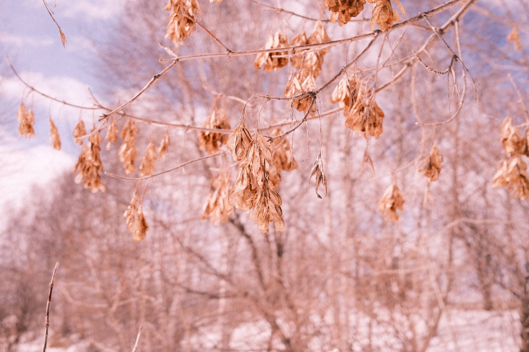 Olympus Trip 35 film recipe photo by Alex Tenhave