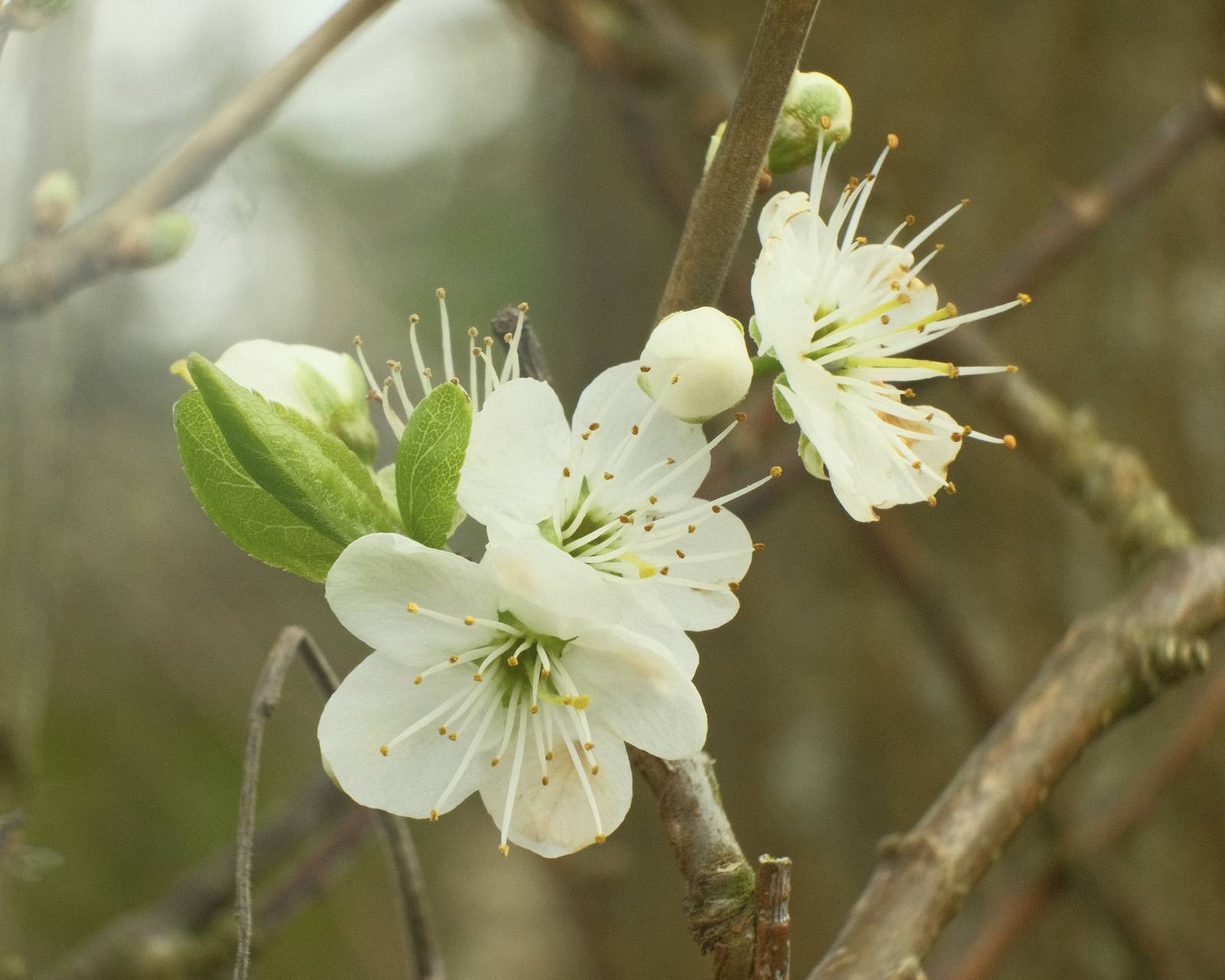 Oxygen, Fresh Air Spring Film Recipe