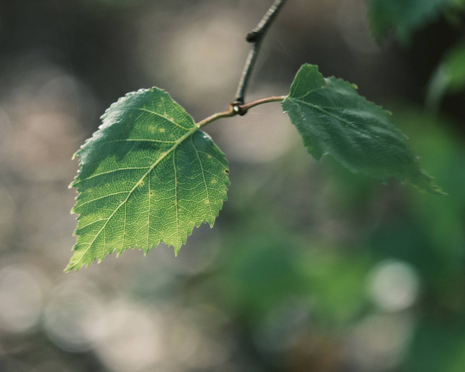 Spring Negative film recipe