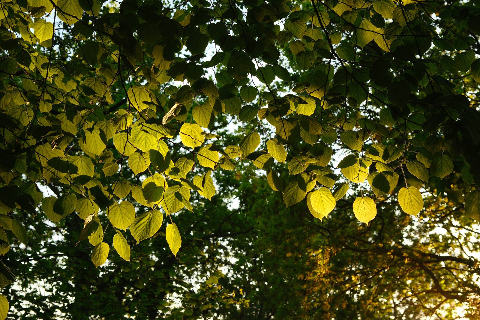 Spring Greens film recipe sample photo