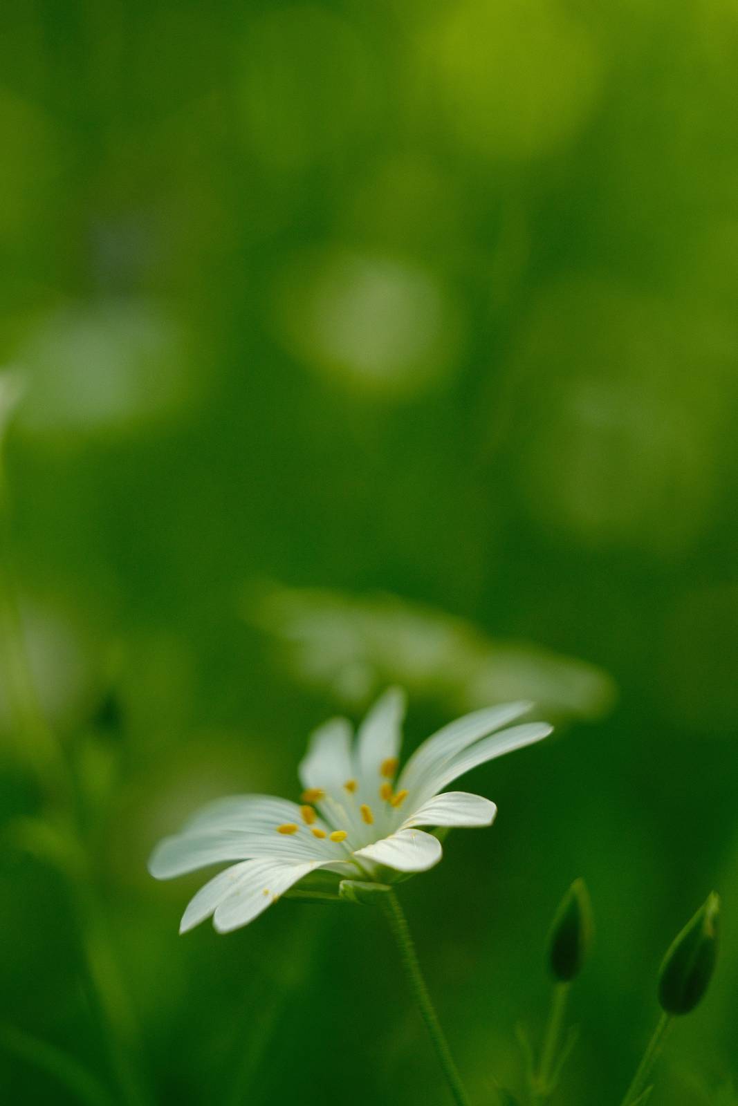 Spring Greens film recipe sample photo