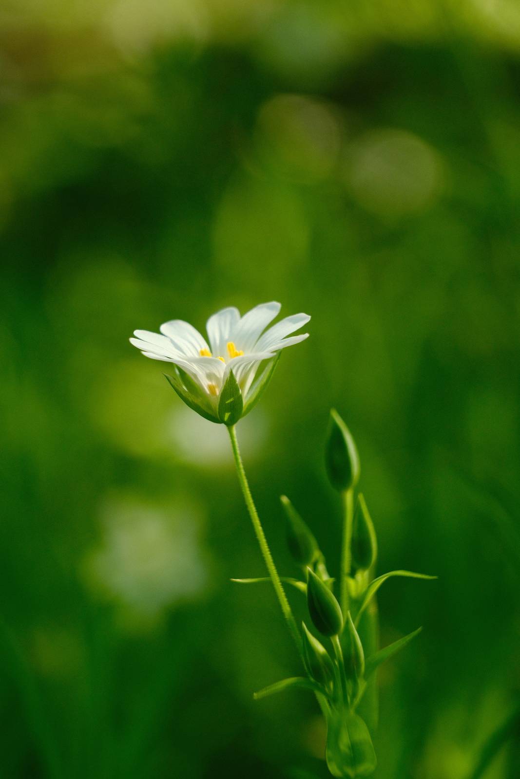 Spring Greens film recipe sample photo