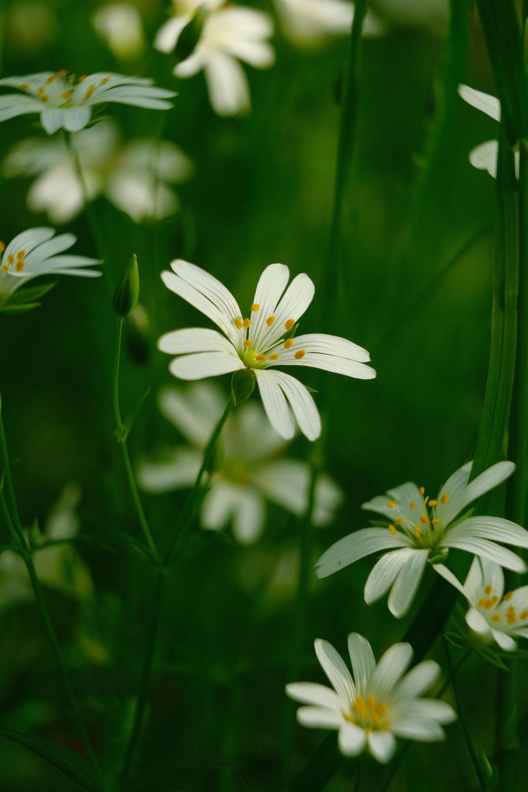 Spring Greens film recipe sample photo