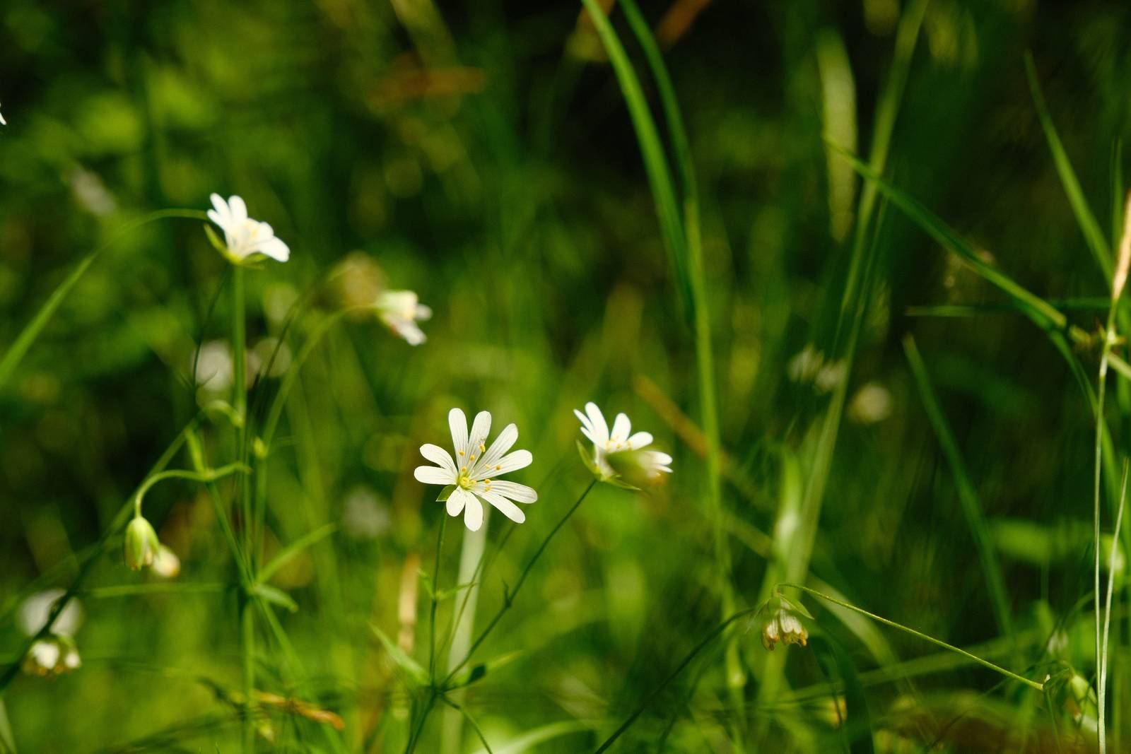 Spring Greens film recipe sample photo
