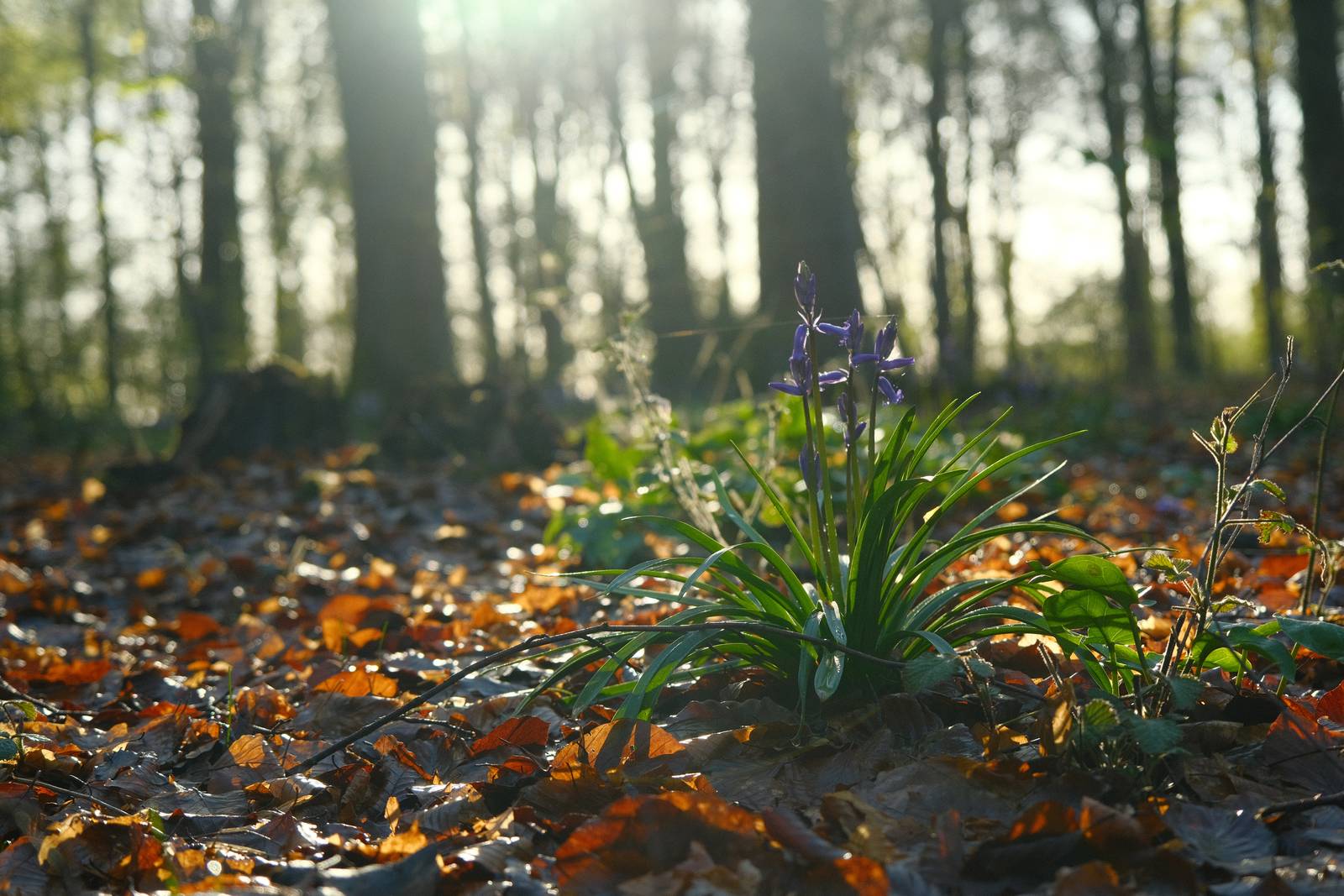 Spring Greens film recipe sample photo