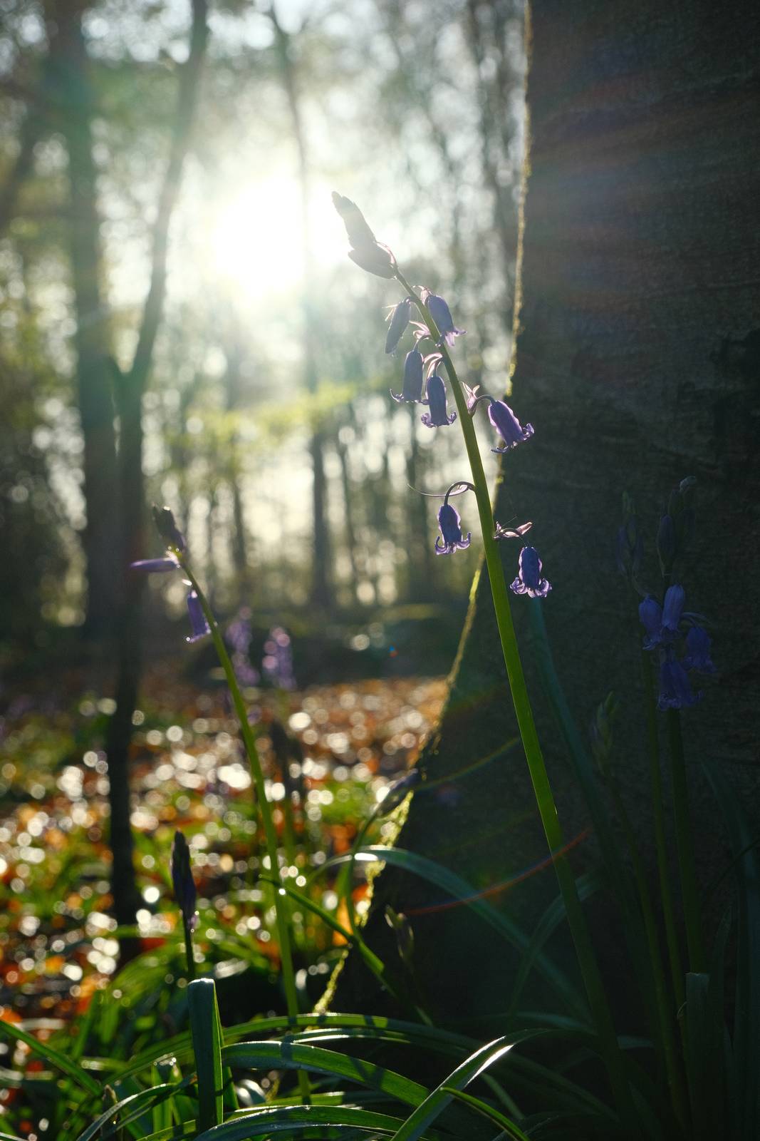 Spring Greens film recipe sample photo