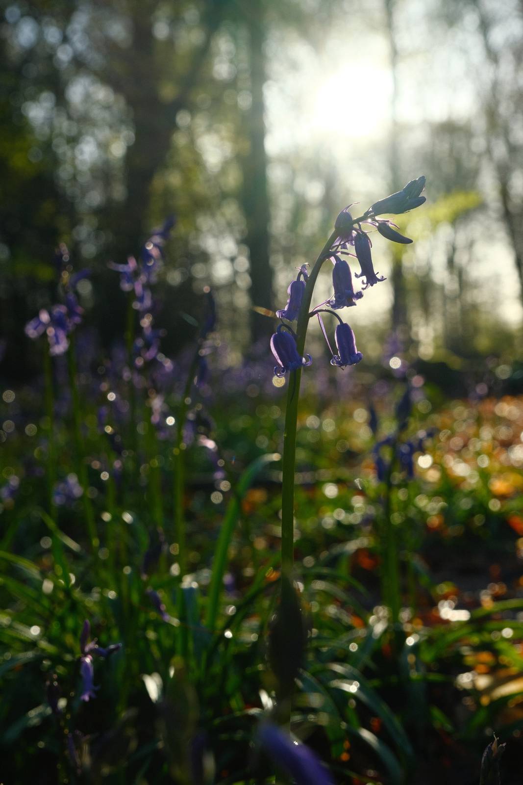 Spring Greens film recipe sample photo