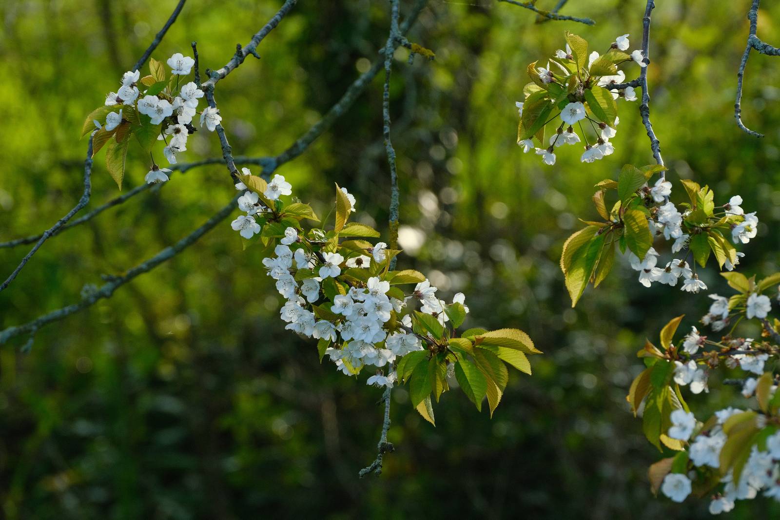 Spring Greens film recipe sample photo