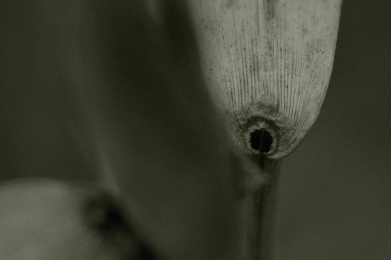 Liminal Mono film recipe photo by Sabrina Magnusson