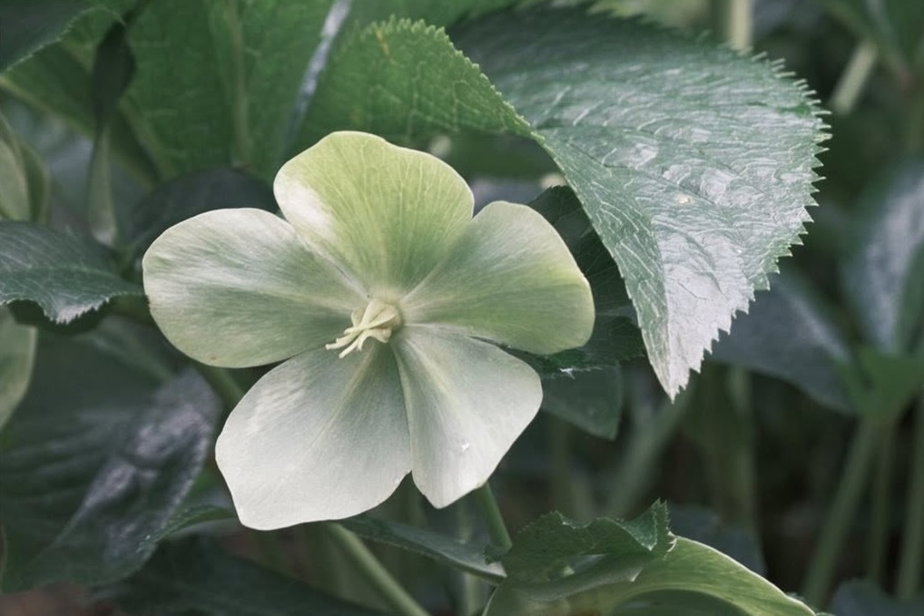 Polaroid SX70 film recipe photo by Emlyn H Jones