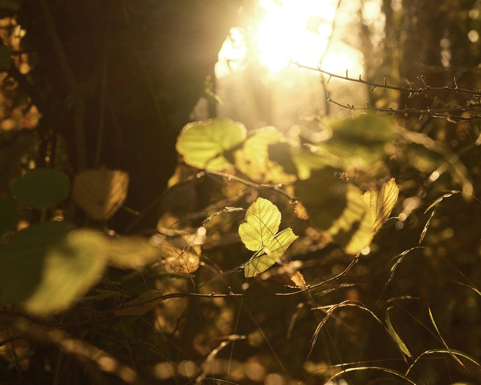 Whisky Warmth film recipe