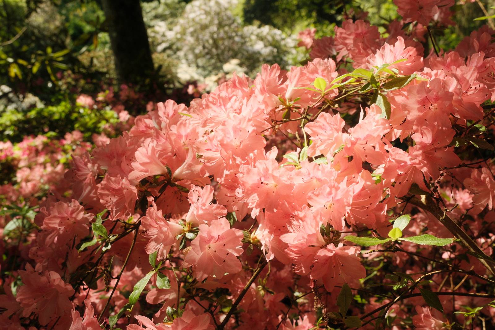 Absolute Portra film recipe sample photo