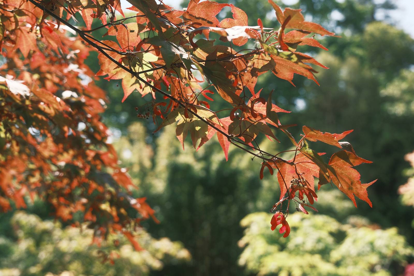 123 Chrome film recipe sample photo
