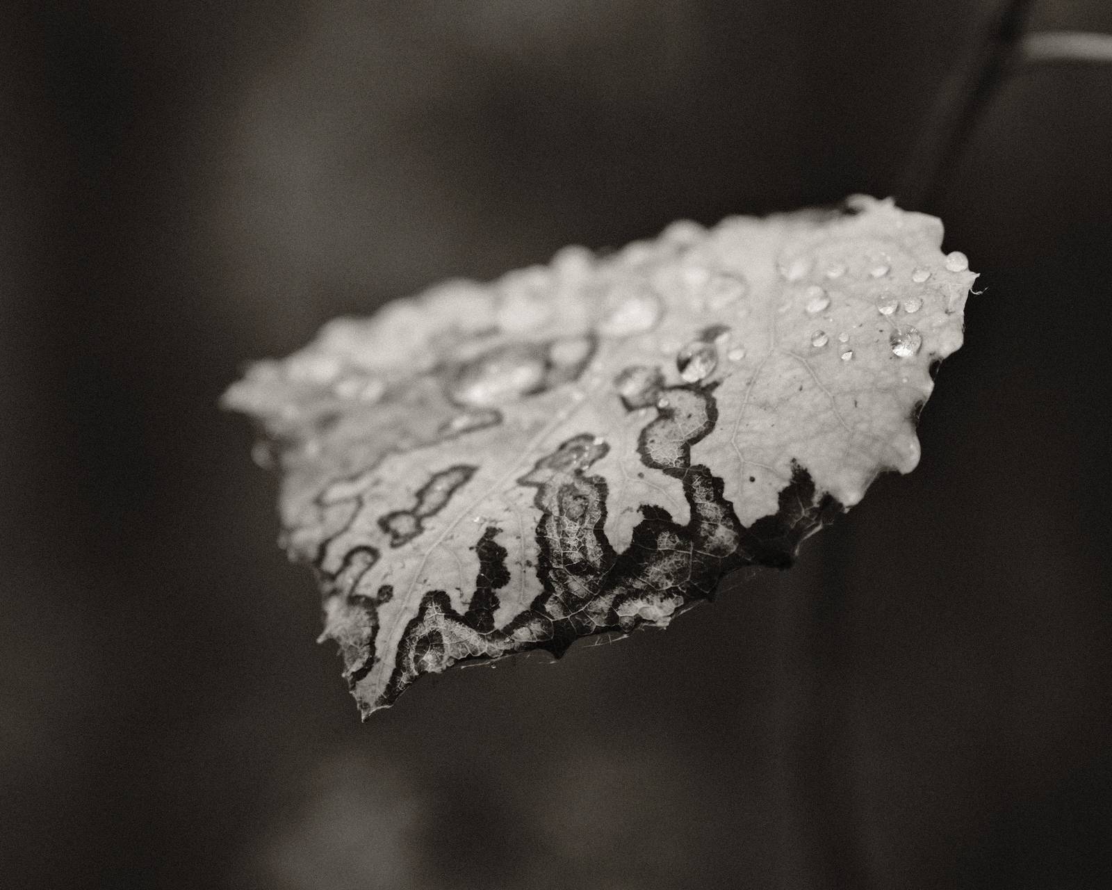 Granite Acros film recipe