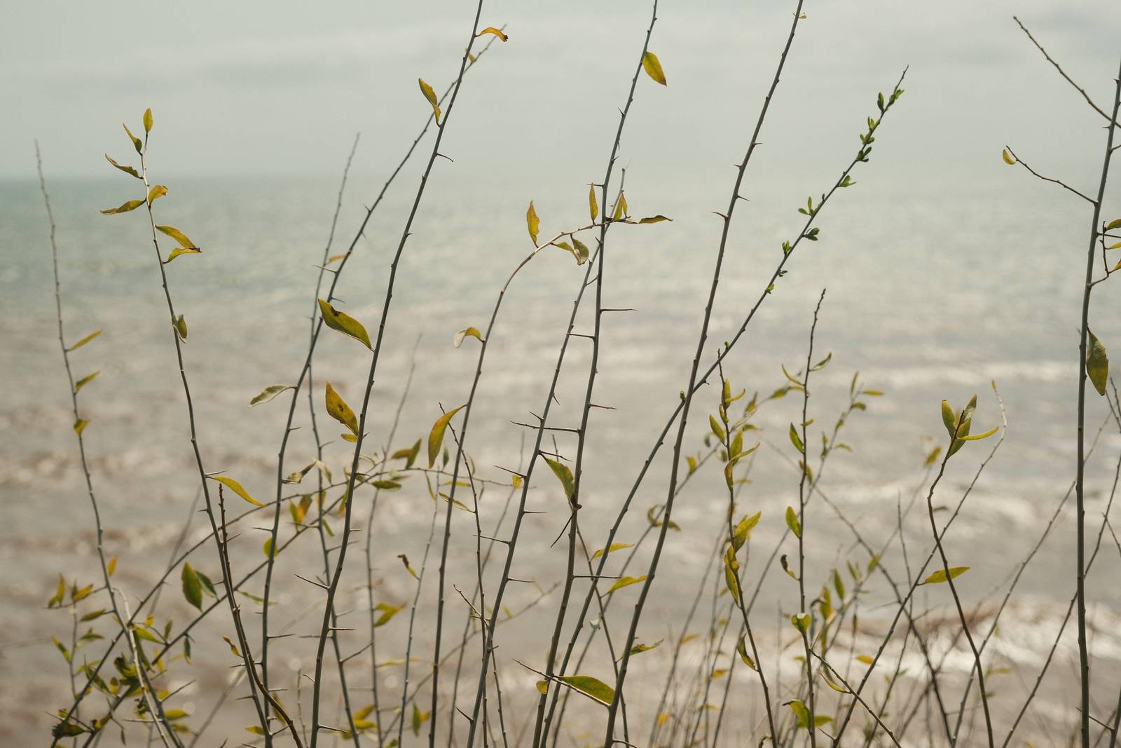 Absolute Portra film recipe sample photo