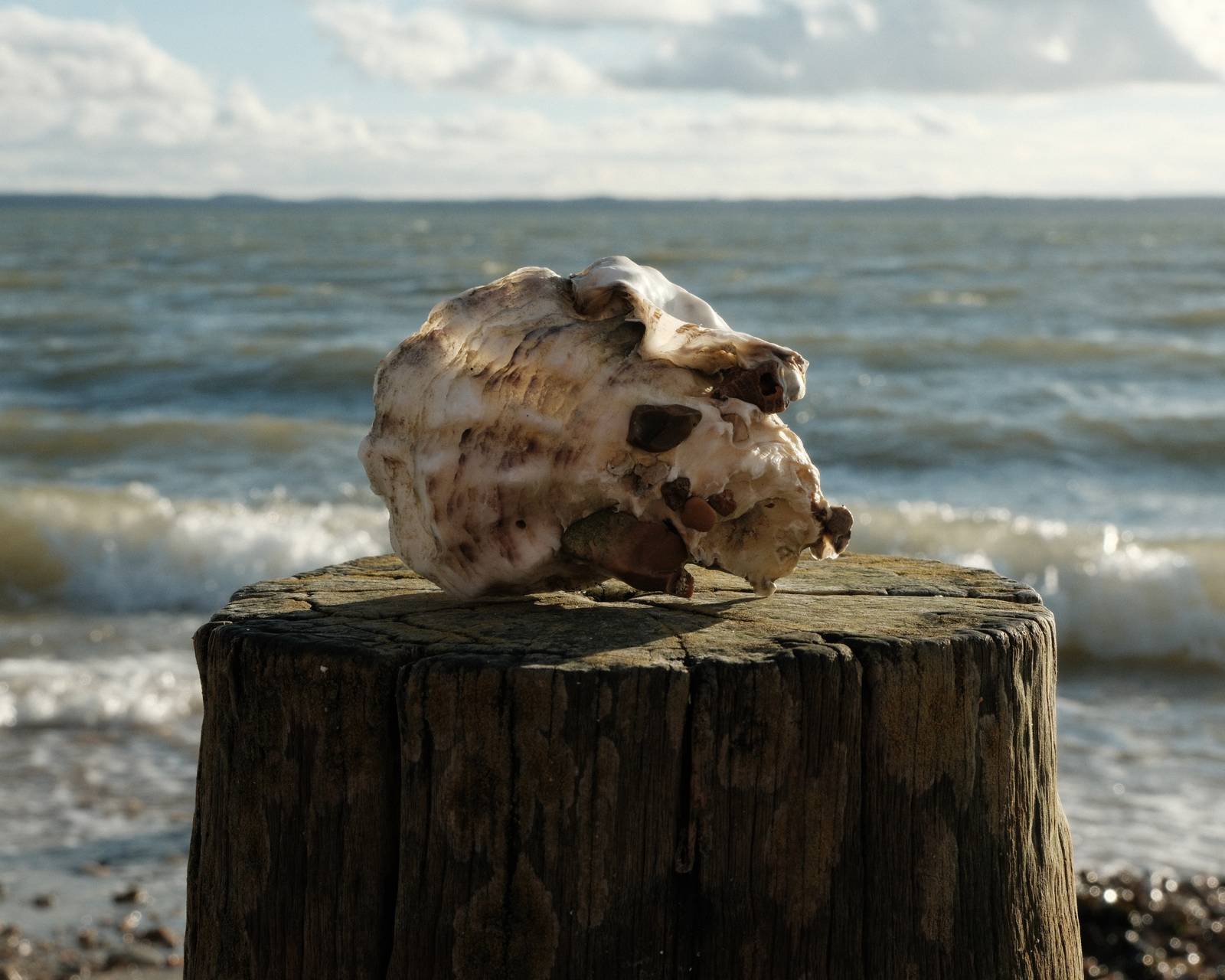 Oyster Shell film recipe