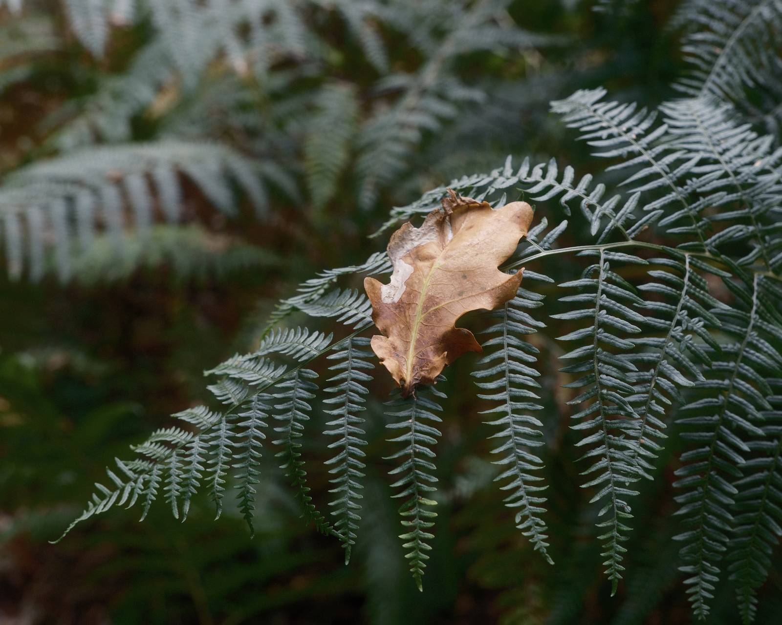 Vintage Nature film recipe