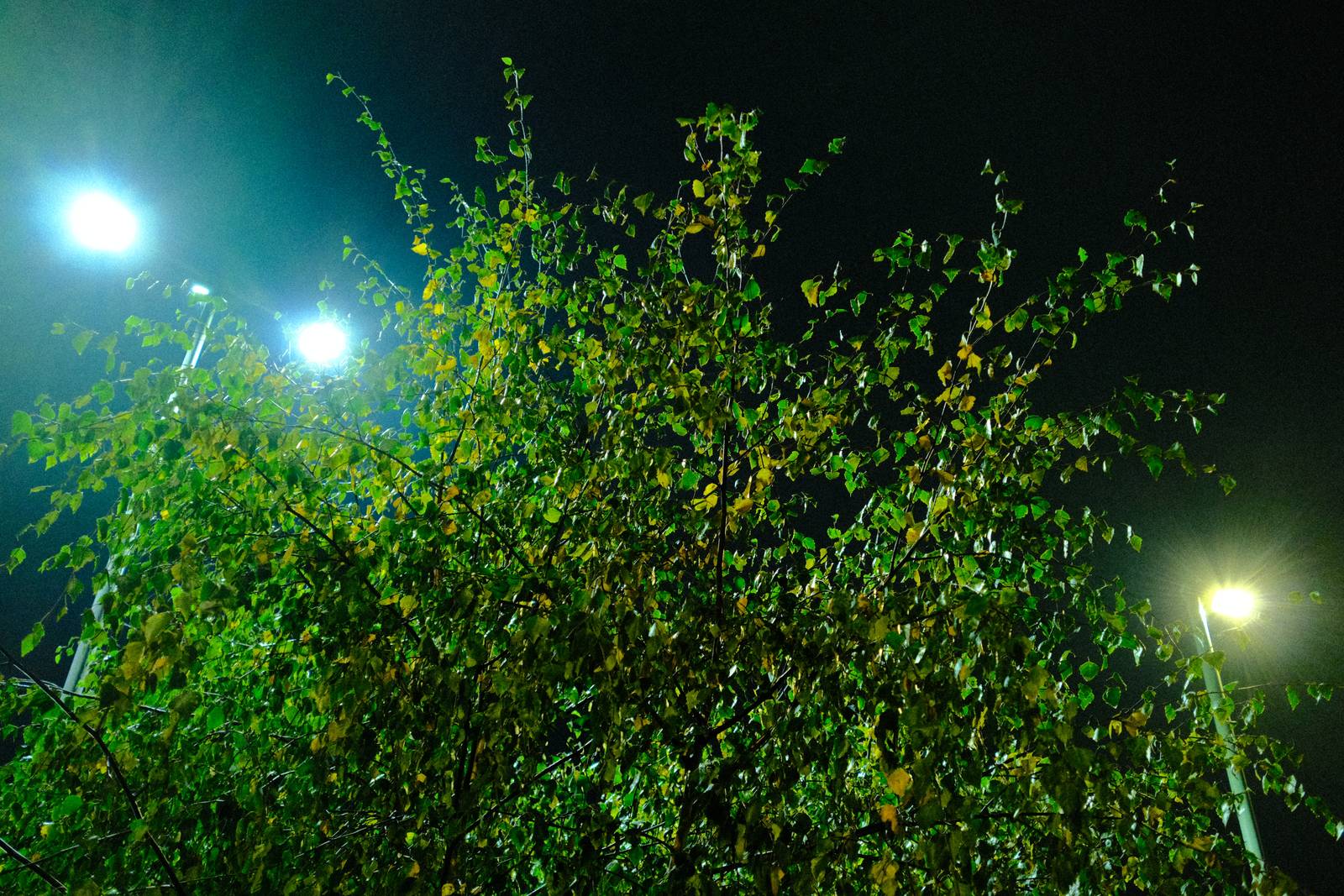 Nightwalker film recipe sample photo
