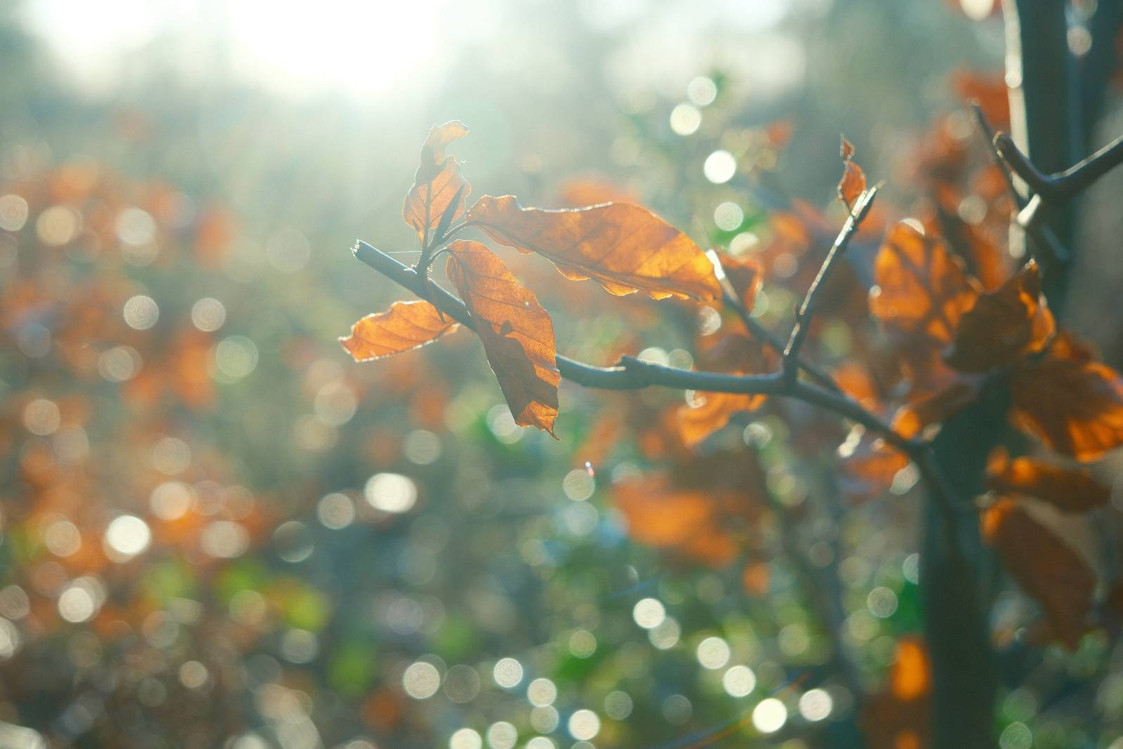 Nostalgic Gold 200 film recipe sample photo