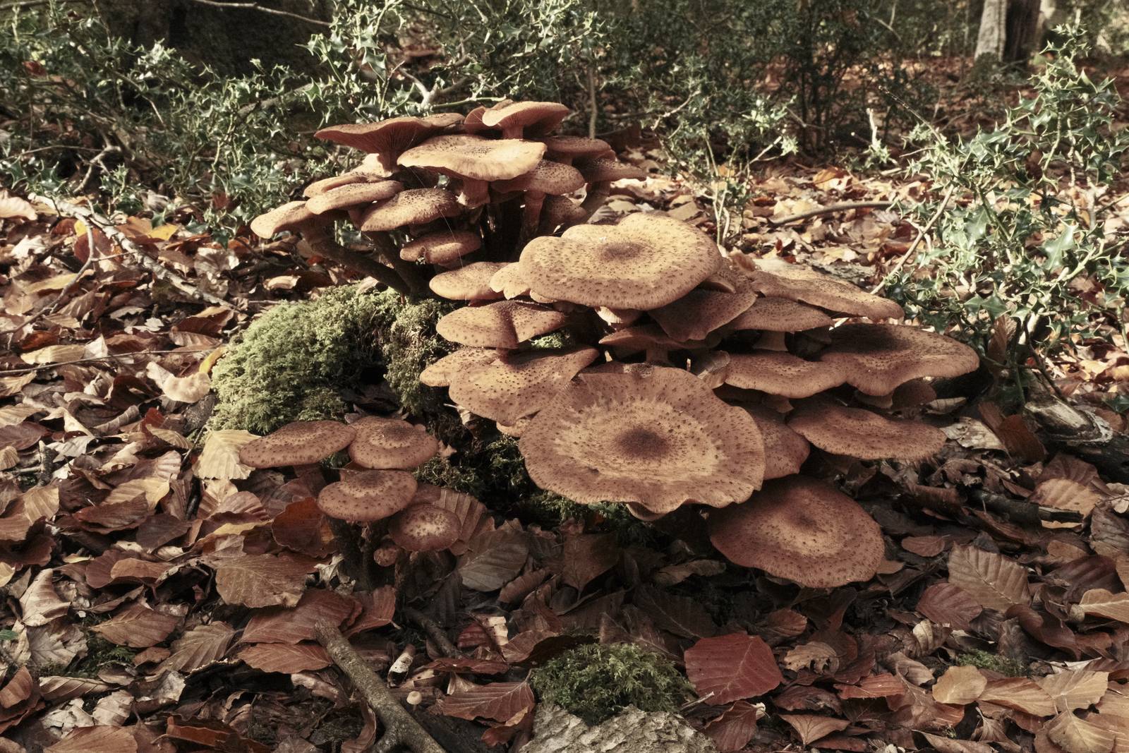 Gneiss Shot film recipe sample photo