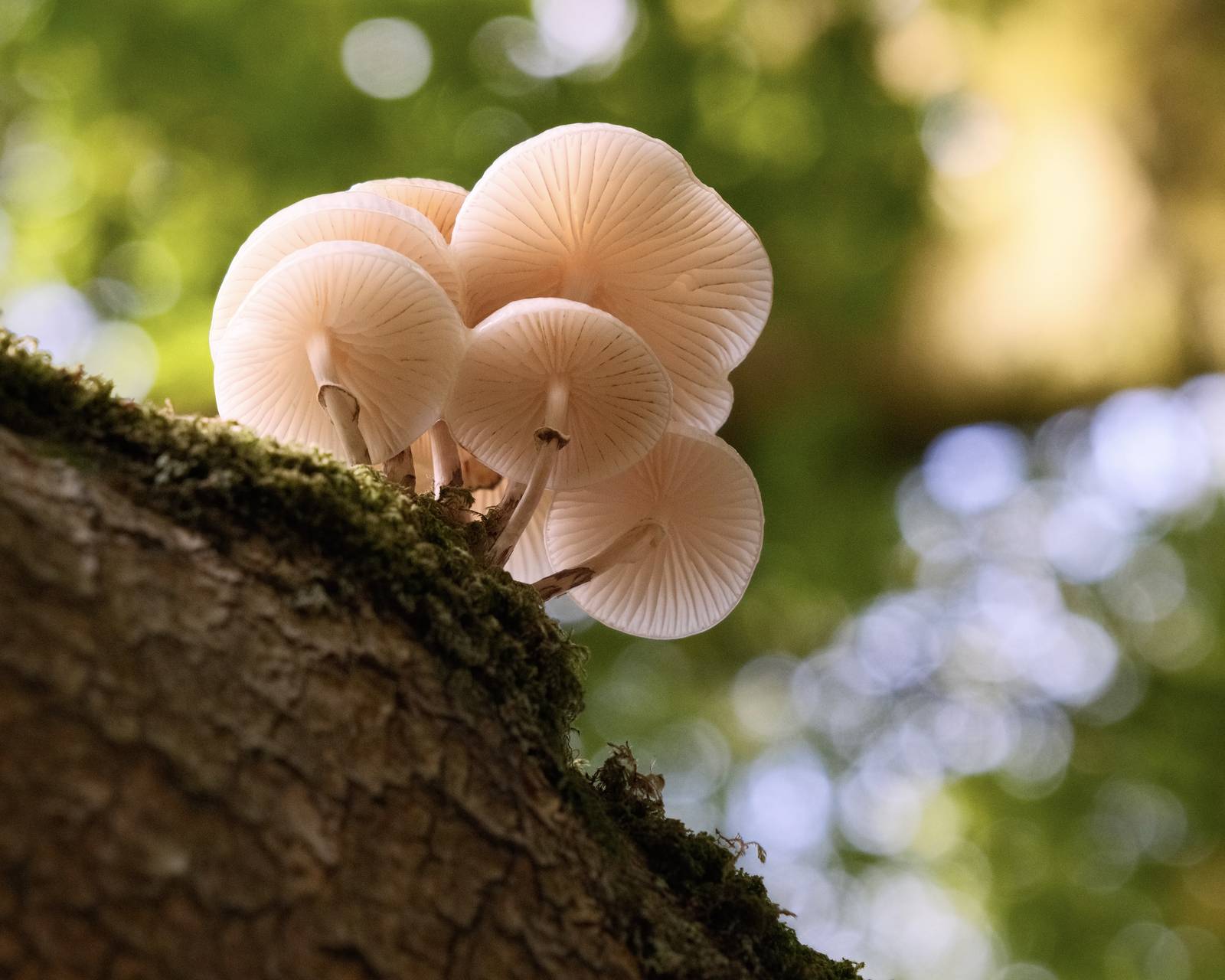 Real Leica Film Recipe