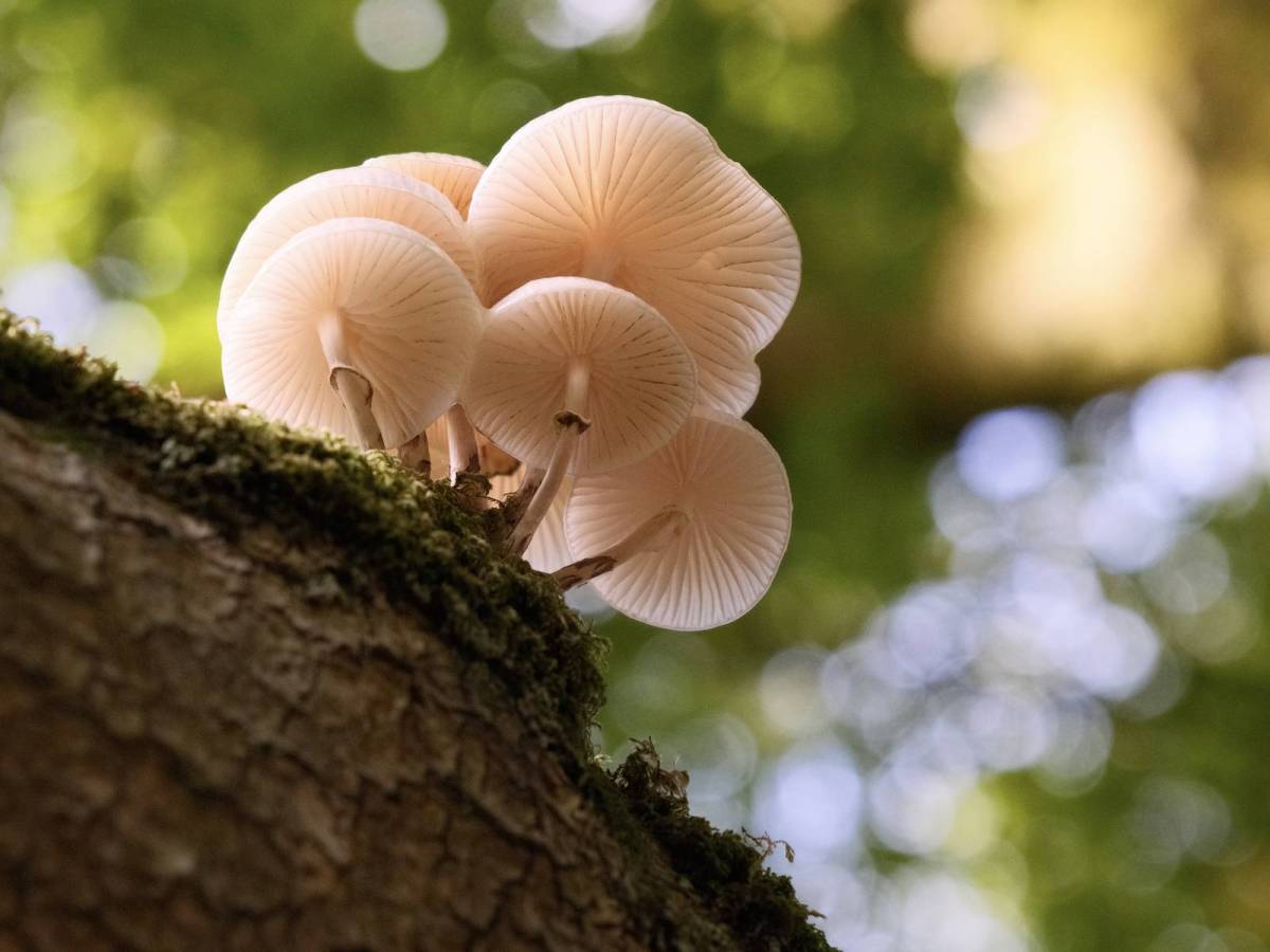 Real Leica Film&nbsp;Recipe