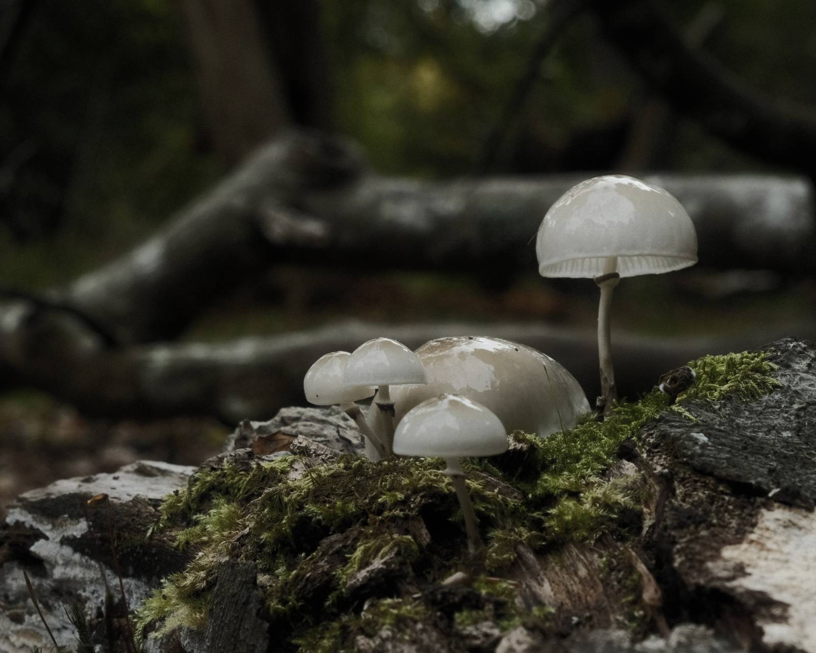 Underwood, Deep Forest Mood Film Recipe