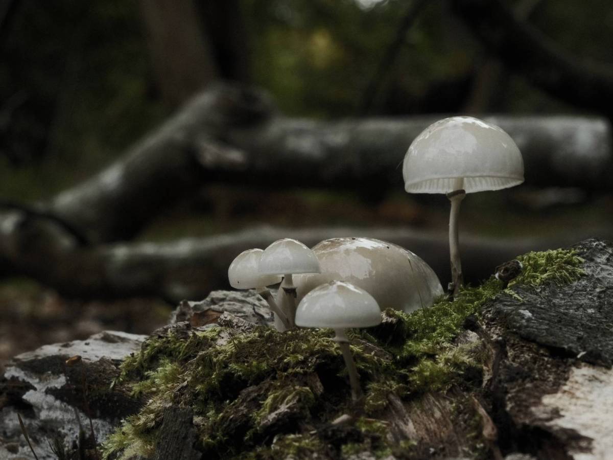 Underwood, Deep Forest Mood Film&nbsp;Recipe