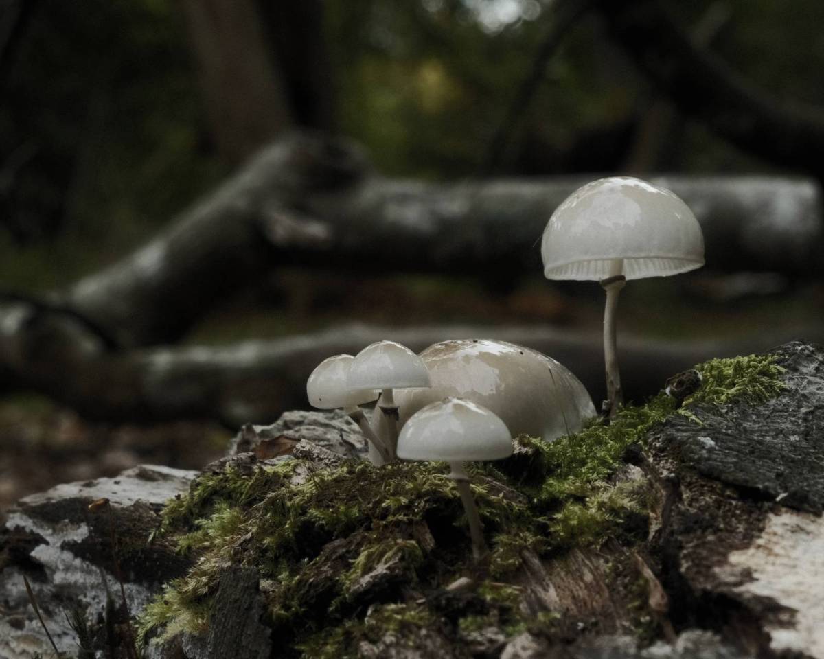 Underwood, Deep Forest Mood Film&nbsp;Recipe