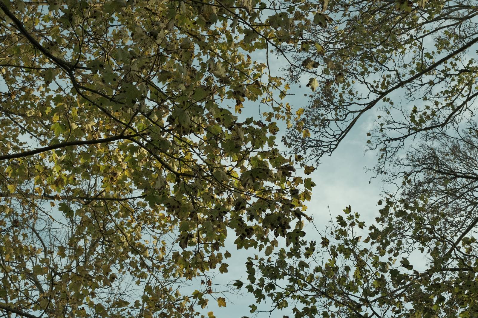 Expired Geographic film recipe photo by Justin Gould