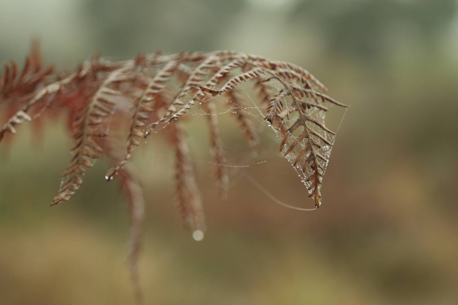 Forest Ranger film recipe photo by Justin Gould