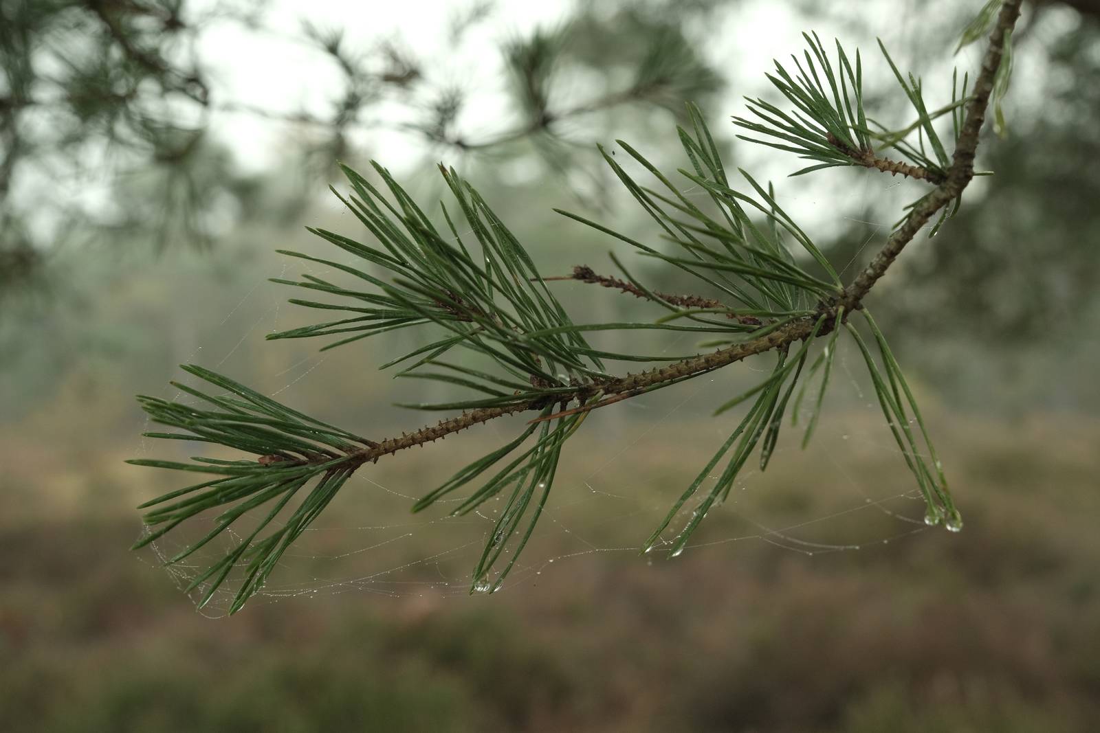 Forest Ranger film recipe photo by Justin Gould