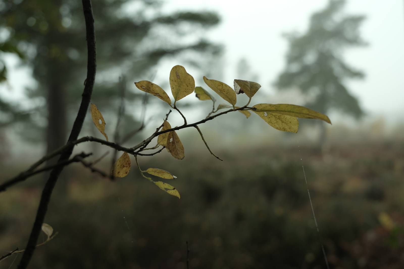 Forest Ranger film recipe photo by Justin Gould