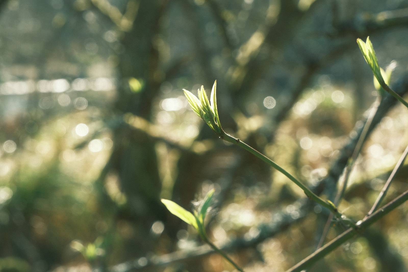 Fujicolor Natura film recipe photo by Justin Gould