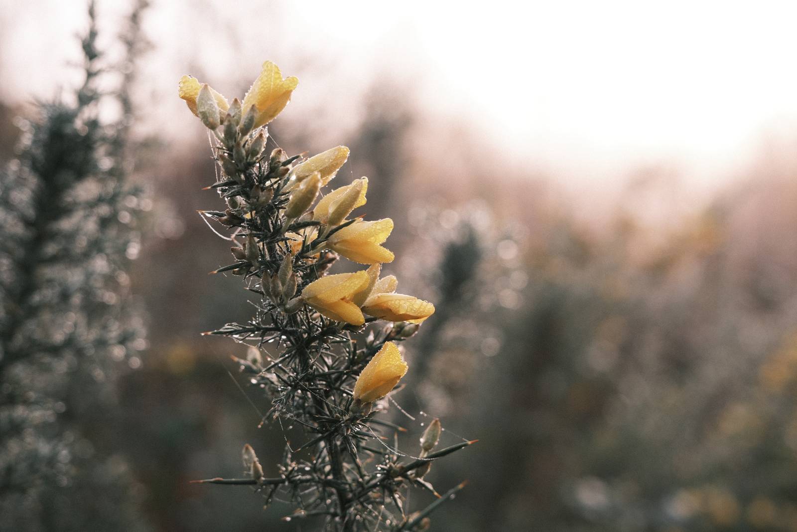 Mother Superia film recipe photo by Justin Gould