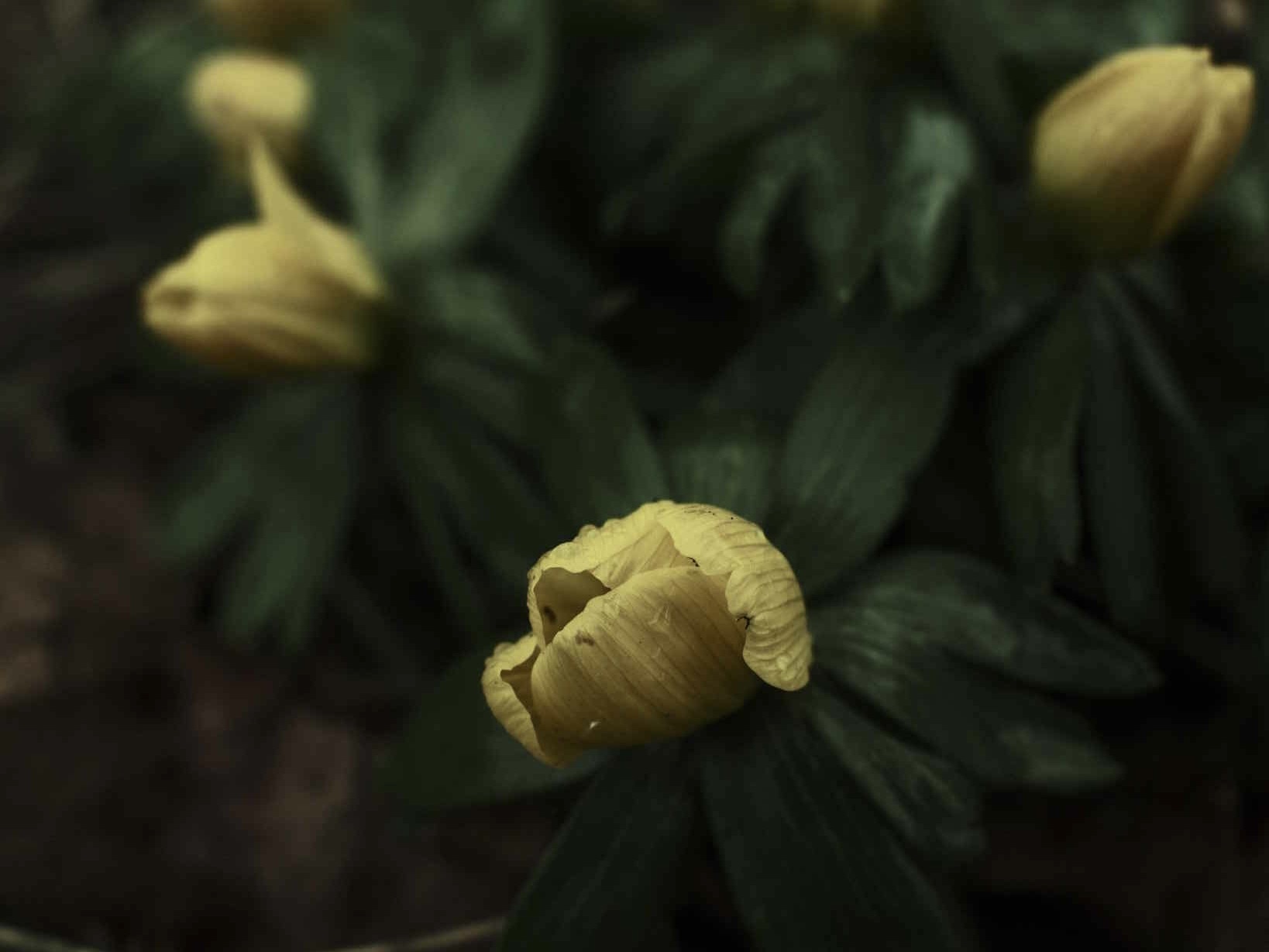 Barbour Green film recipe photo by Sabrina Magnusson